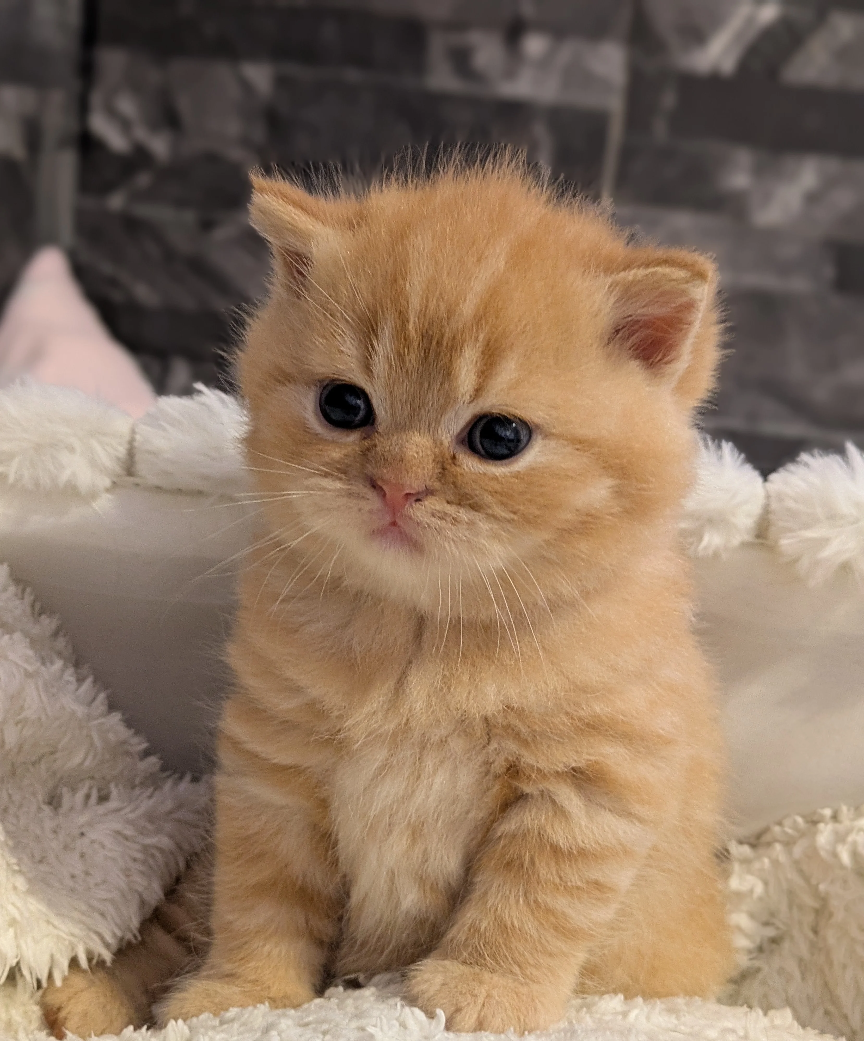 Chaton British Shorthair