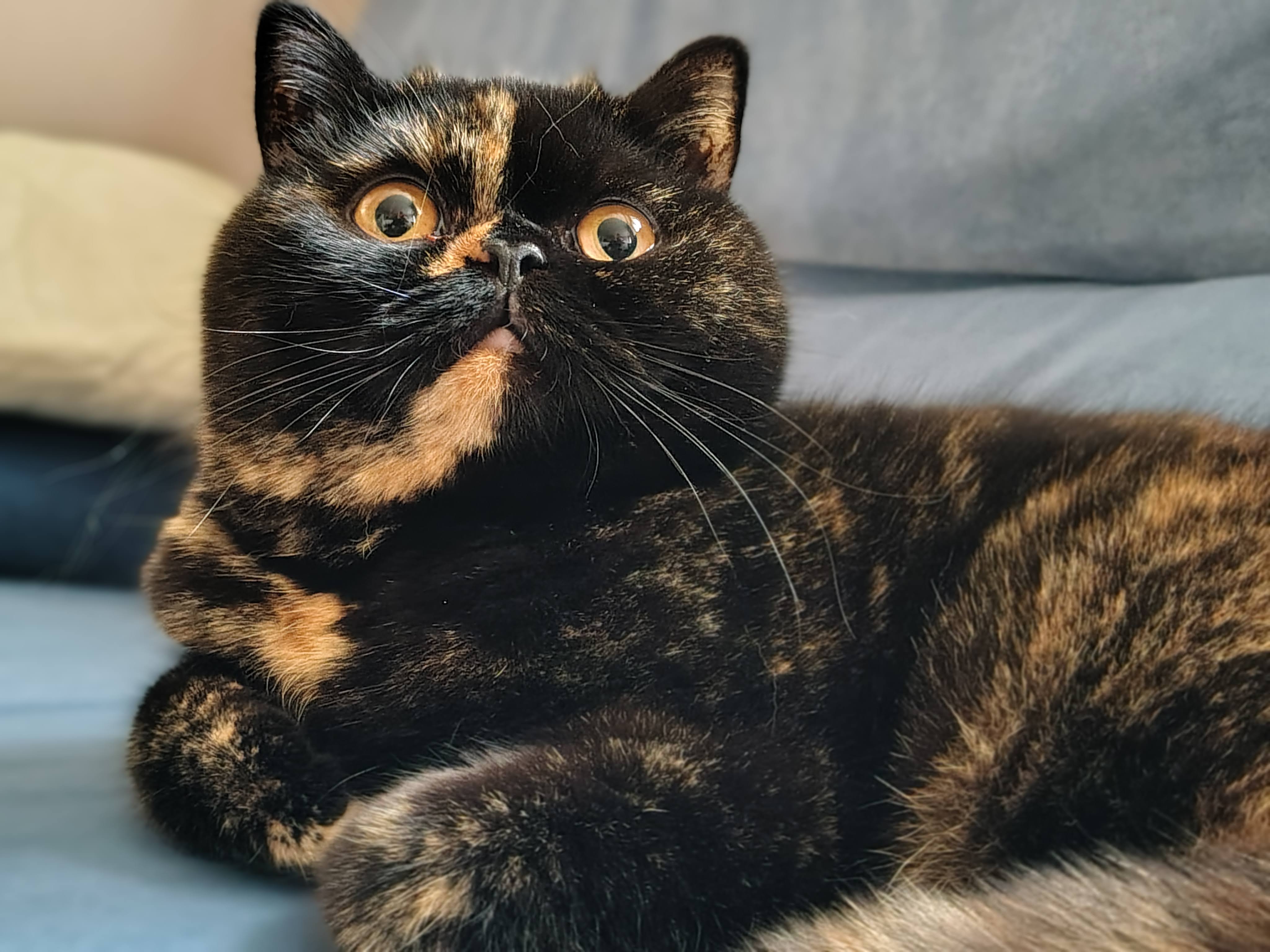Voie Lactée British Shorthair